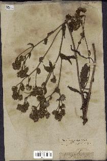 spécimen de Andryala laxiflora