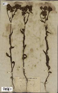 spécimen de Andryala laxiflora