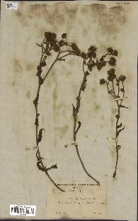 spécimen de Andryala laxiflora
