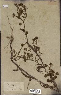 spécimen de Andryala laxiflora