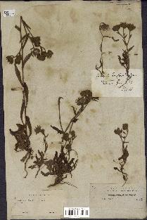 spécimen de Andryala laxiflora