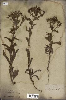 spécimen de Andryala integrifolia