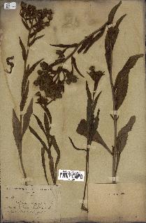 spécimen de Andryala integrifolia