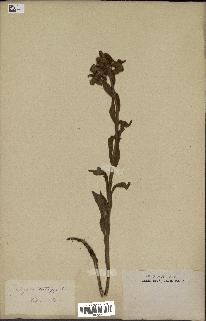 spécimen de Andryala integrifolia