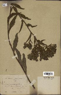 spécimen de Andryala integrifolia