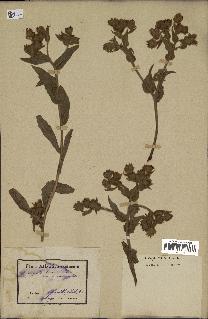 spécimen de Andryala integrifolia