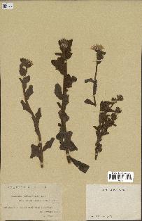 spécimen de Andryala canariensis