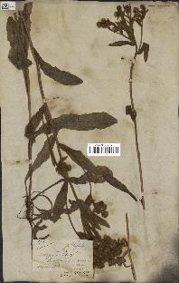 spécimen de Andryala integrifolia