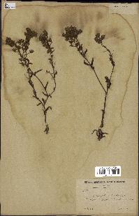 spécimen de Andryala integrifolia