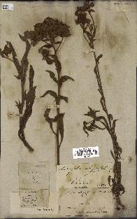 spécimen de Andryala integrifolia