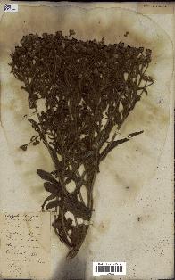 spécimen de Andryala integrifolia