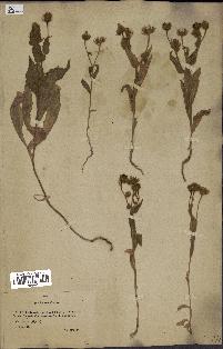 spécimen de Andryala laxiflora
