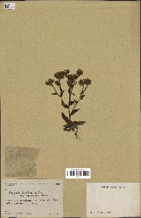 spécimen de Andryala laxiflora