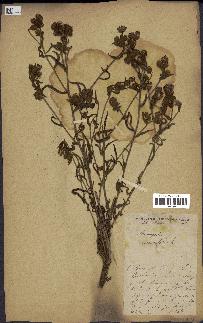 spécimen de Andryala integrifolia