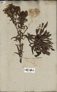 spécimen de Andryala integrifolia