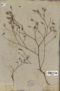 spécimen de Launaea resedifolia