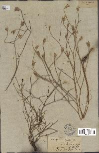 spécimen de Launaea resedifolia