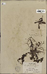 spécimen de Launaea nudicaulis