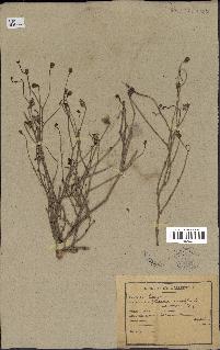 spécimen de Launaea resedifolia