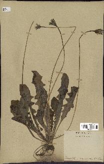 spécimen de Leontodon tuberosus