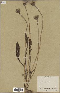 spécimen de Leontodon hispidulus