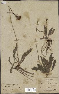 spécimen de Leontodon hispidulus