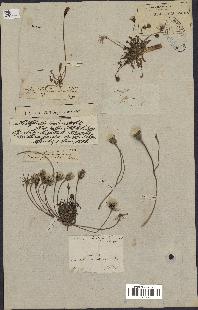 spécimen de Leontodon hispidulus