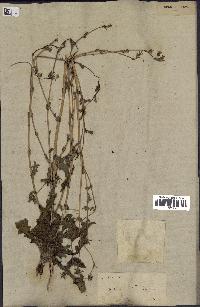 spécimen de Lactuca virosa