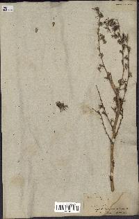 spécimen de Lactuca virosa