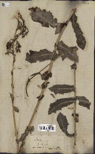 spécimen de Lactuca virosa