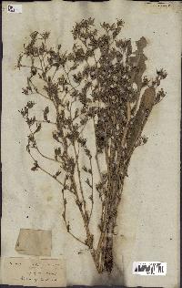 spécimen de Lactuca virosa