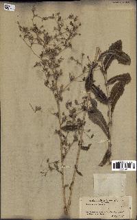 spécimen de Lactuca virosa