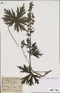 spécimen de Aconitum lycoctonum