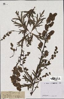 spécimen de Aconitum napellus