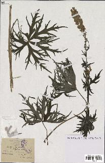 spécimen de Aconitum lycoctonum