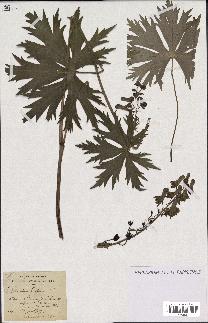 spécimen de Aconitum lycoctonum