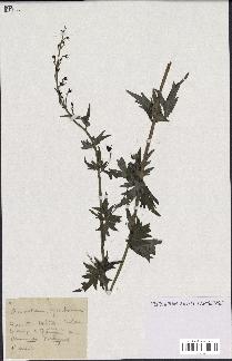 spécimen de Aconitum lycoctonum