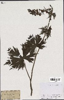 spécimen de Aconitum lycoctonum