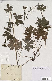 spécimen de Aconitum lycoctonum