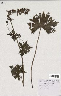 spécimen de Aconitum lycoctonum