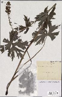 spécimen de Aconitum lycoctonum