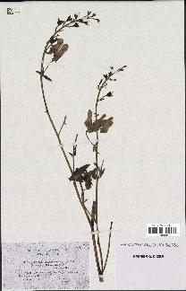 spécimen de Aconitum lycoctonum