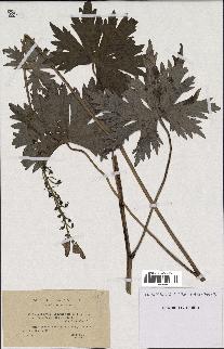 spécimen de Aconitum lycoctonum