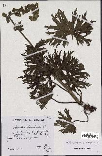spécimen de Aconitum lycoctonum