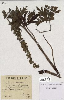 spécimen de Aconitum lycoctonum