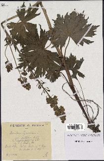 spécimen de Aconitum lycoctonum