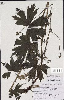 spécimen de Aconitum lycoctonum