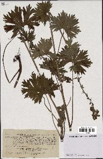 spécimen de Aconitum lycoctonum