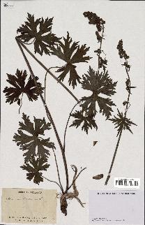 spécimen de Aconitum lycoctonum