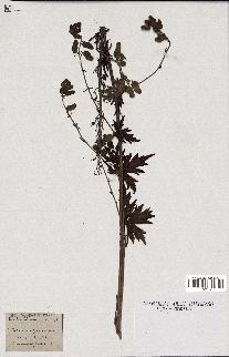 spécimen de Aconitum lycoctonum